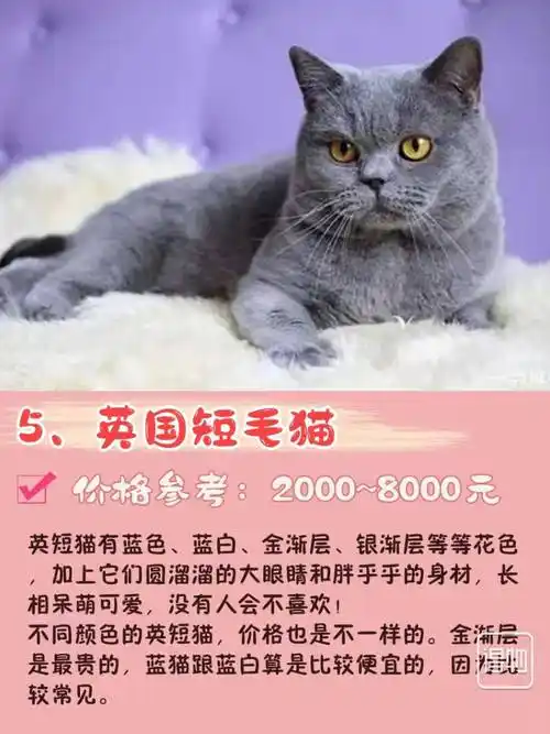 英国短毛猫多少钱一只中国十大禁养猫