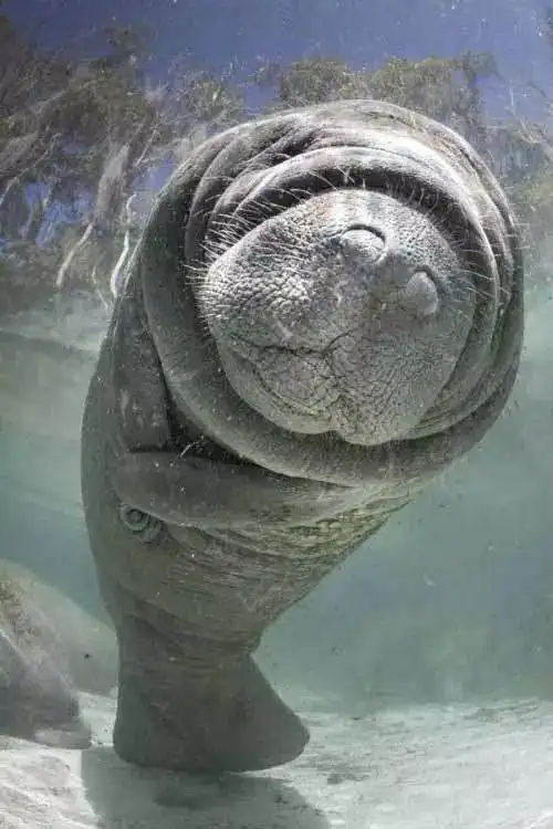 白士祥为您呈现"我爱大自然"之329 : 海牛