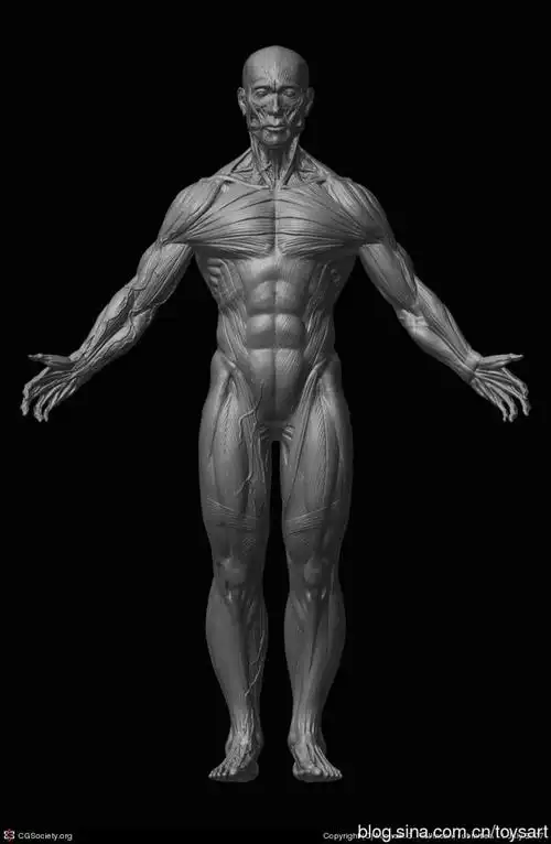 人体肌肉解剖02