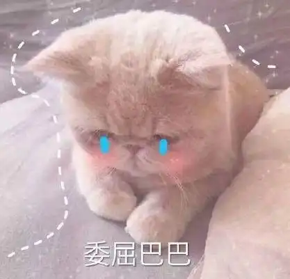 猫咪委屈表情包合集