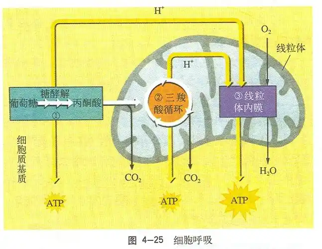细胞呼吸
