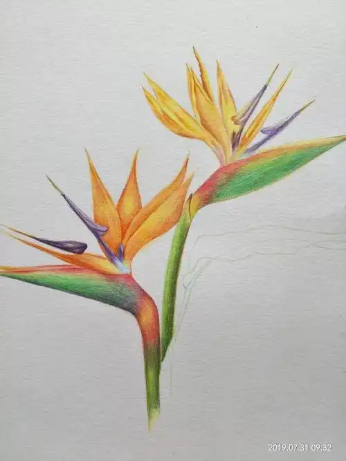 零基础学画画彩铅天堂鸟手绘过程分享