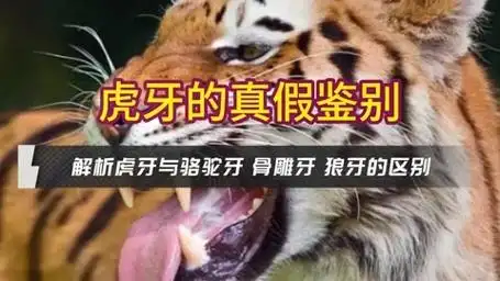 虎牙的真假鉴别 三点来鉴别虎牙虎须子真假