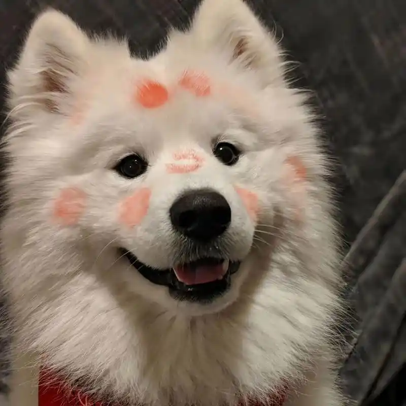 呆萌小狗狗可爱头像98 15(29619061)16