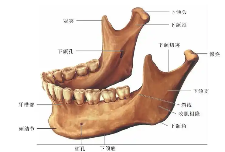 图32 下颌骨-人体解剖组织学-医学