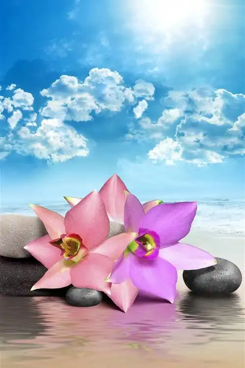 粉红色的花朵石头大海沙滩云彩太阳5k