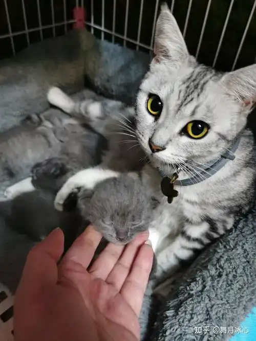美短加白母配英短蓝猫公生下的小猫是怎么样的?求图?