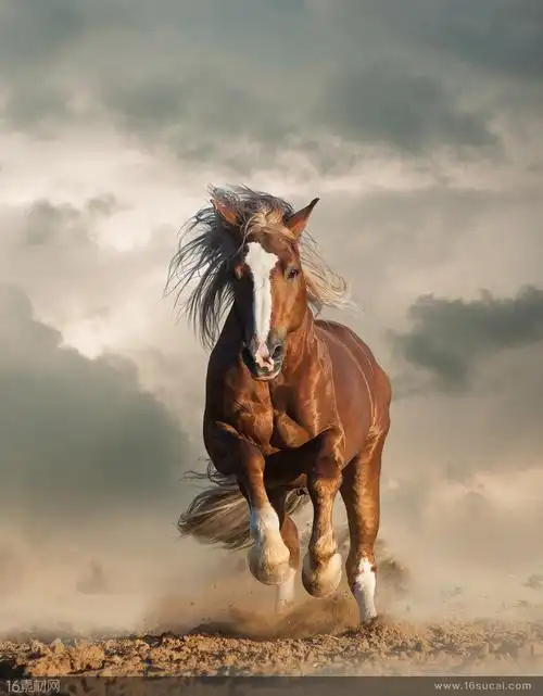 关键词:骏马白色的马马尾漂亮的马飞驰的马动作奔跑动物写真特写高清