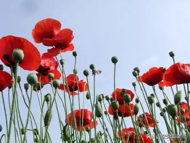 罂粟花种植几棵不犯法中华人民共和国治安管理处罚法