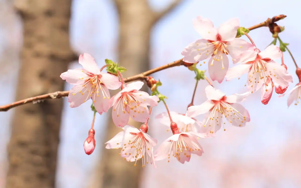 粉嫩早樱唯美高清桌面壁纸,植物壁纸,花卉,植物,高清,樱花,壁纸,1920x