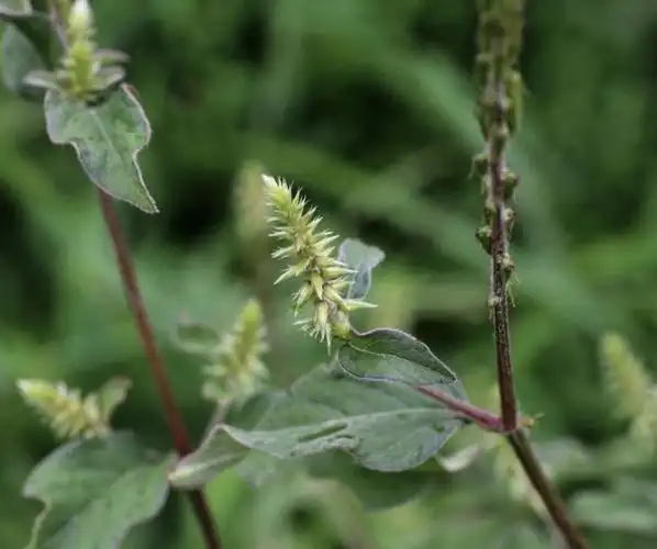 牛膝别名倒扣草怀牛膝对节草