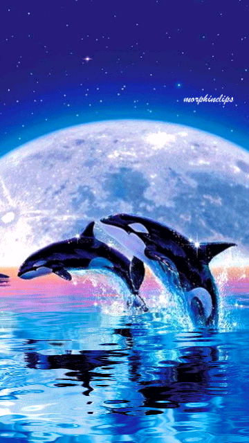 下载whales by the moonnokia n8屏保 - 3406519 - whales by the