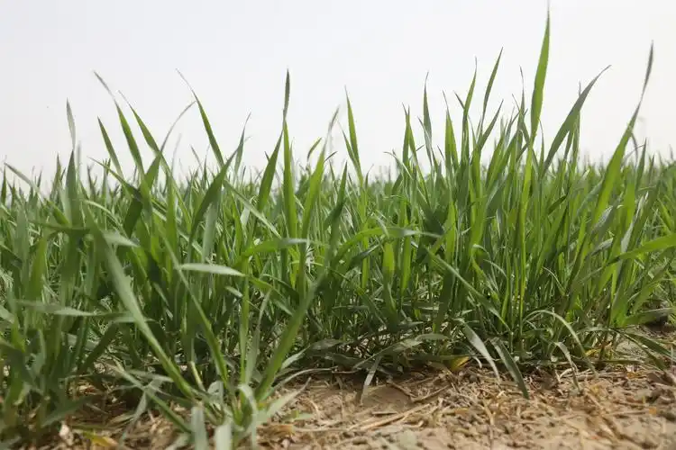 二二五团冬小麦地里茁壮生长的小麦苗.张婉茹 摄