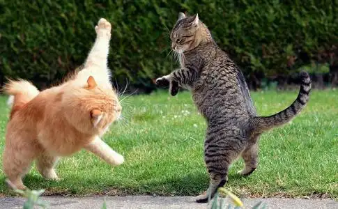 两只猫在花园里打架照片