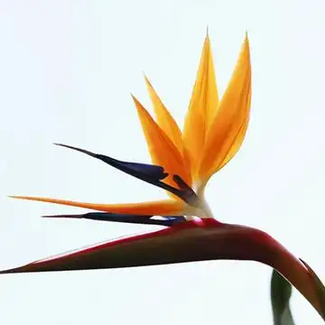 天堂鸟的花语含义是什么