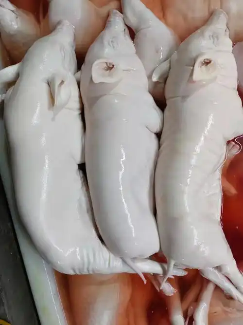 细耳乳猪清远圆身短脚乳猪货源充足