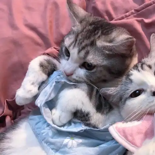 猫咪系列情头专属情头/情侣头像 /dt检自截/二传注明