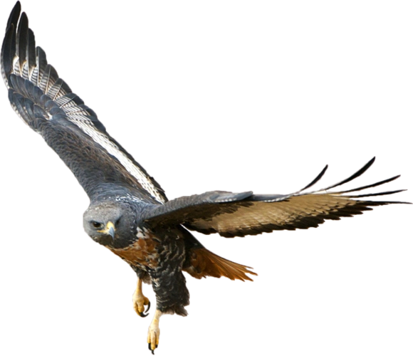 雄鹰展翅翱翔png免扣大图,雄鹰高速飞翔,雄鹰直冲云霄