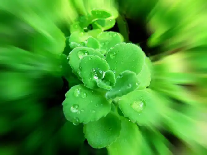 展开全部 摸摸香是一种绿色的植物,叶有成年女性指甲盖大小,上有细细