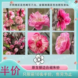 原生银边台阁朱砂稀有名贵品种梅花实生树苗盆景地栽绿植花卉盆栽