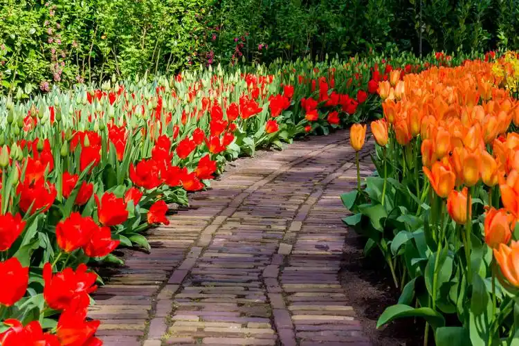 春景,春天,自然,背景,漂亮,风景,花园