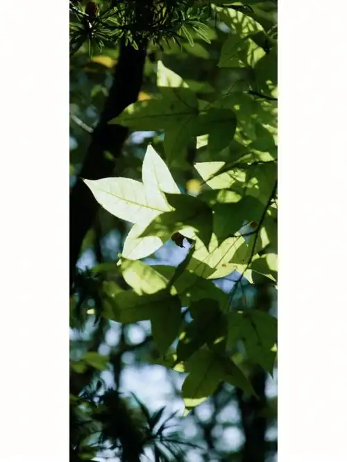 绿色壁纸  #全屏壁纸  #绿色