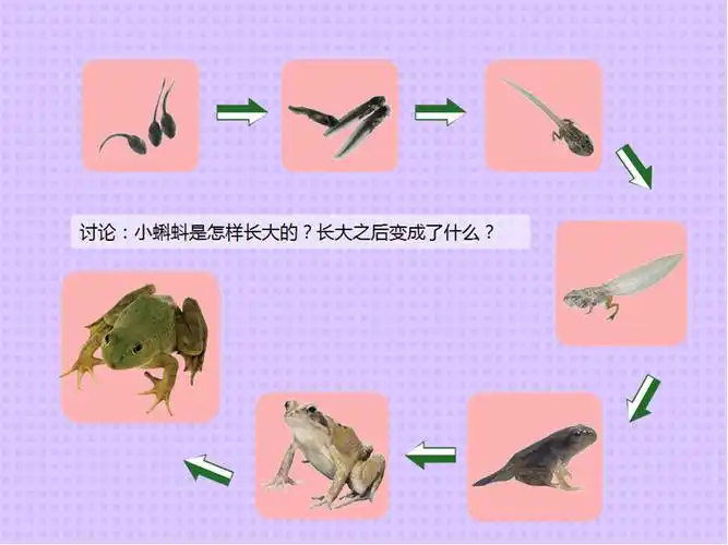 小蝌蚪是怎样长大的,长大之后变成了什么?