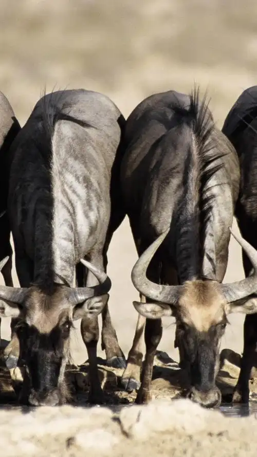 iphone 壁纸 水牛喝水,角