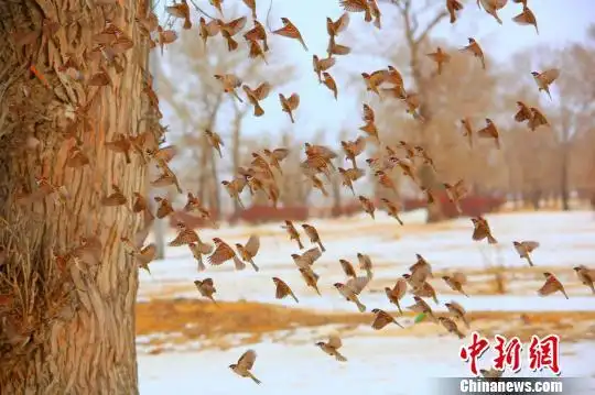 新疆哈巴河县 大群麻雀雪地群飞壮观