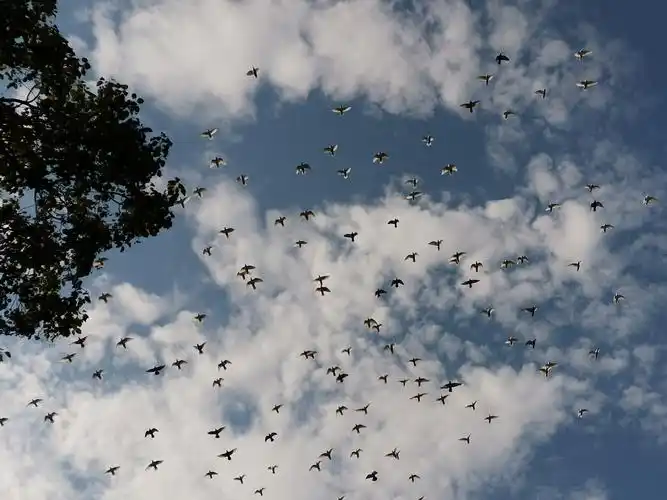 金秋十月西湖鸽子满天飞