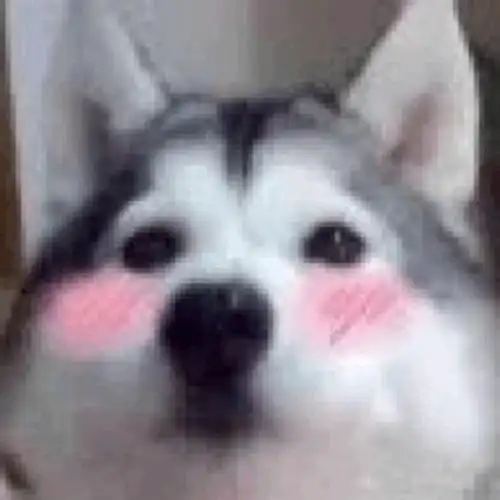 汪星人脸红汪星人斗图表情包了解一下汪星人狗狗表情