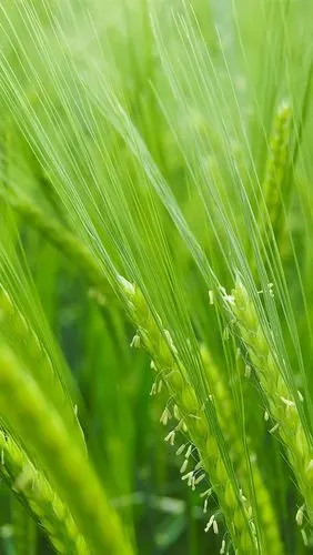 iphone 壁纸 稻田,绿色