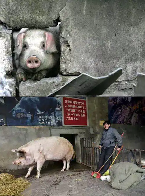 汶川地震遗留下来的13岁的猪坚强已不能自主站立