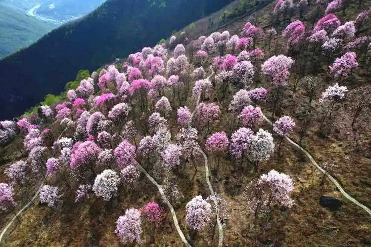 寻找中国最美的春天辛夷花