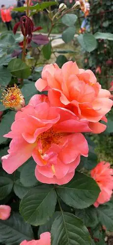 同学聚会来到息峰观看"月季花"展