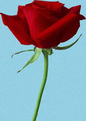 一朵红玫瑰免抠png透明图层素材