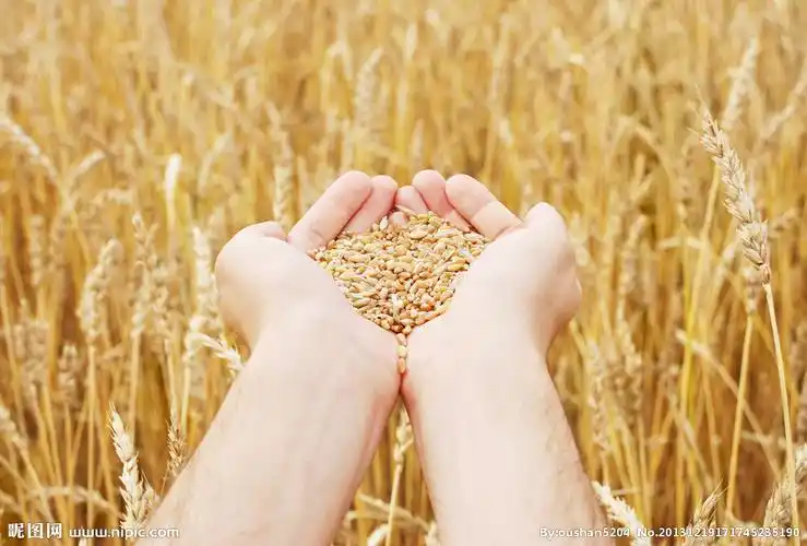 丰收图片摄影图__生活素材_生活百科_摄影图库_昵图网nipic.com