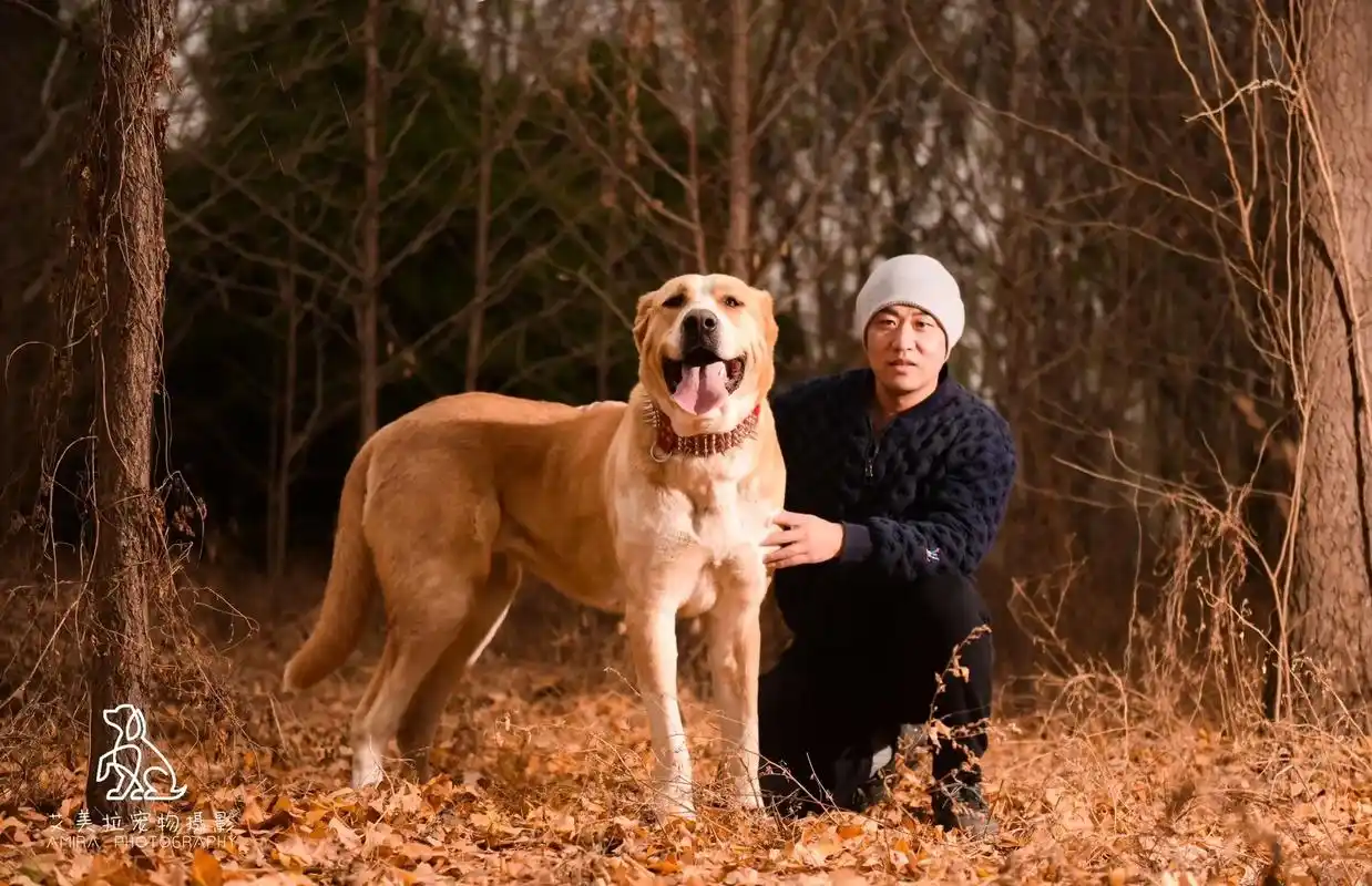 中亚猎狼与它的主人.#宠物摄影 #我的毛孩子 #我和狗狗 # - 抖音