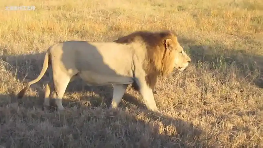 南非萨比森坏男孩联盟雄狮撒旦怪尾巴在巡逻_哔哩哔哩_bilibili