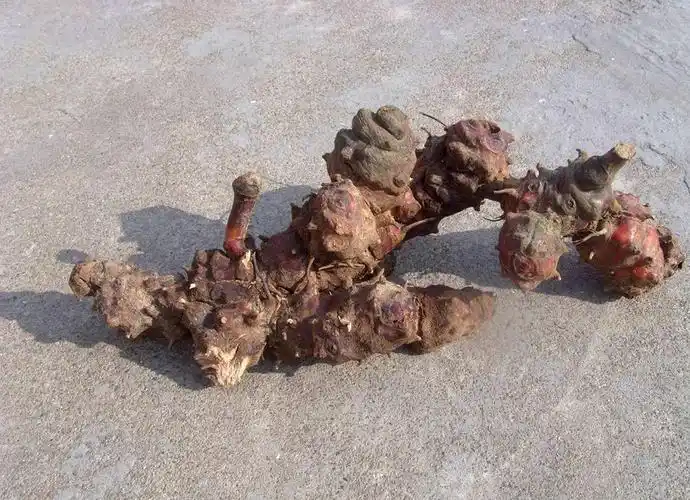 农村一种植物,人称"铁菱角",农民视它为杂草,城里一斤20元_手机搜狐网