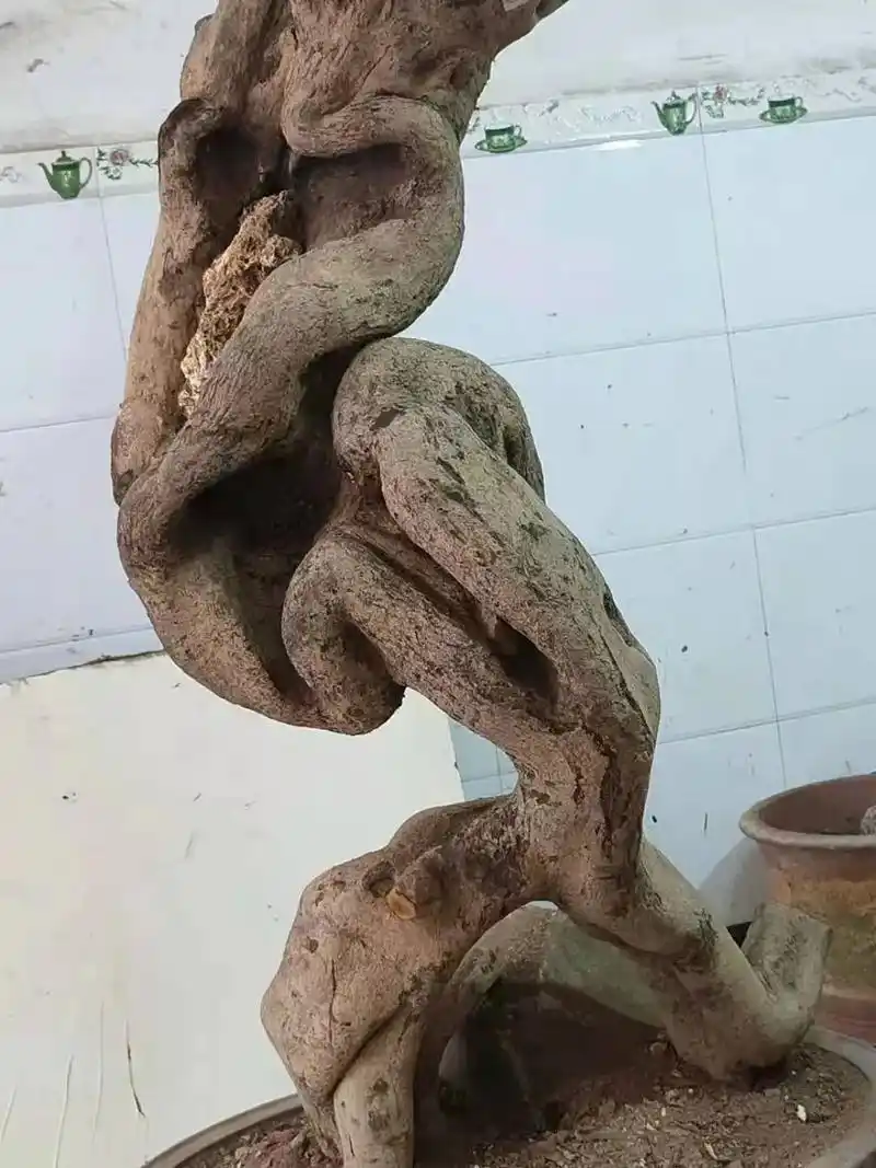 盆景素材 绝品金弹子 - 抖音