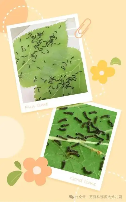 课程故事||万婴株洲恒大幼儿园:嘿!蚕宝宝——吴喻班班本课程