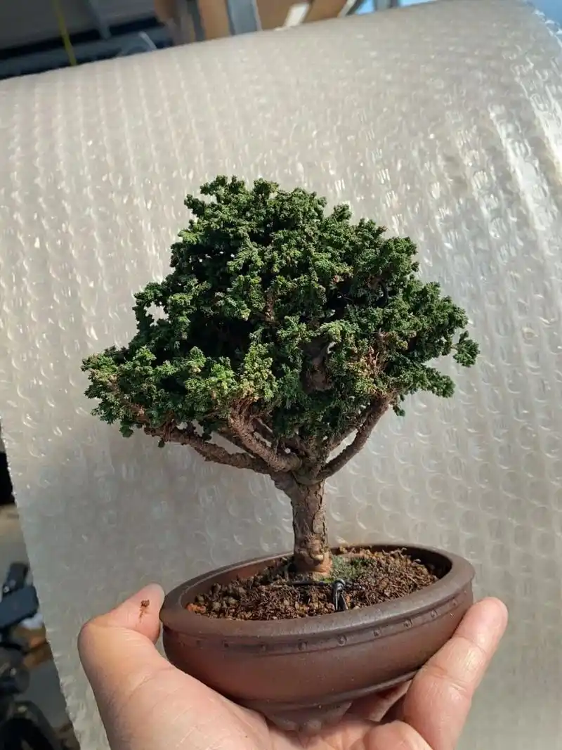 精品石化桧 进口盆景