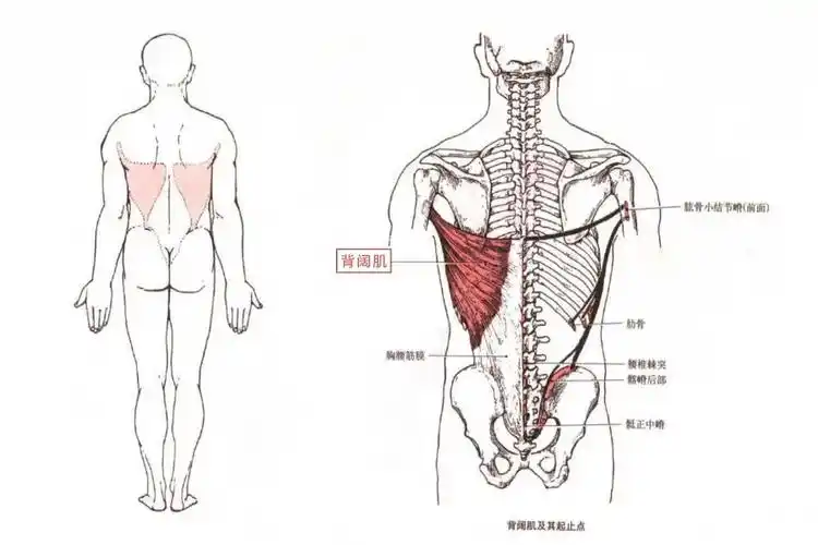 肌肉科普探讨身体肌肉背阔肌