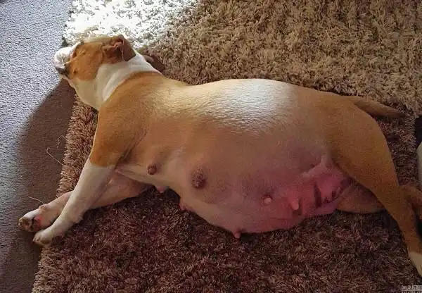 英国斗牛犬一胎生14只宝宝满脸骄傲