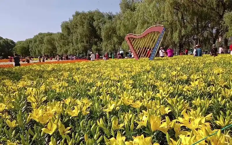 沈阳和平区百合花展