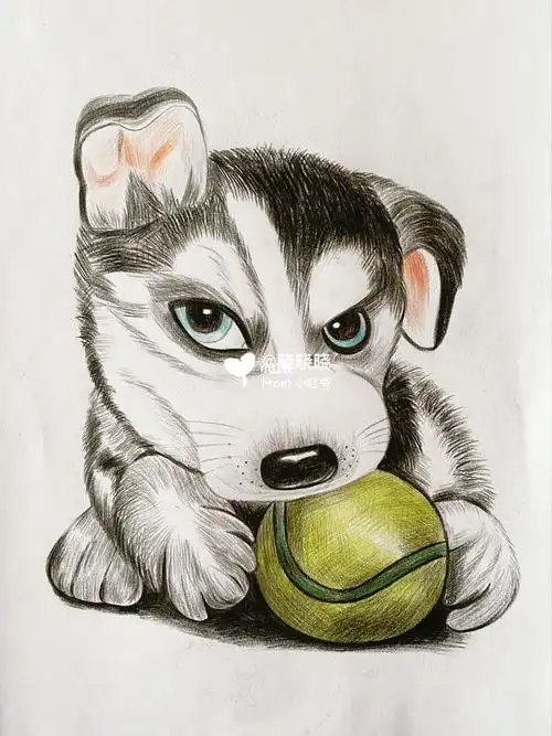 no61彩铅动物哈士奇