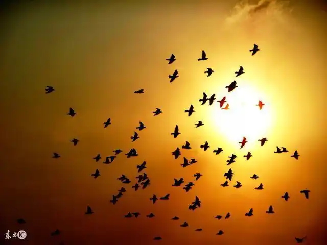 夕阳下的笼中鸟