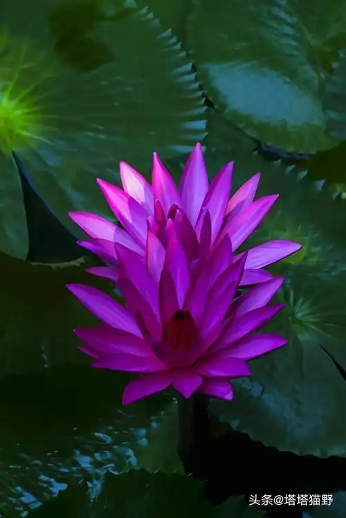 分享图片——淡紫色高清唯美花朵_网易订阅