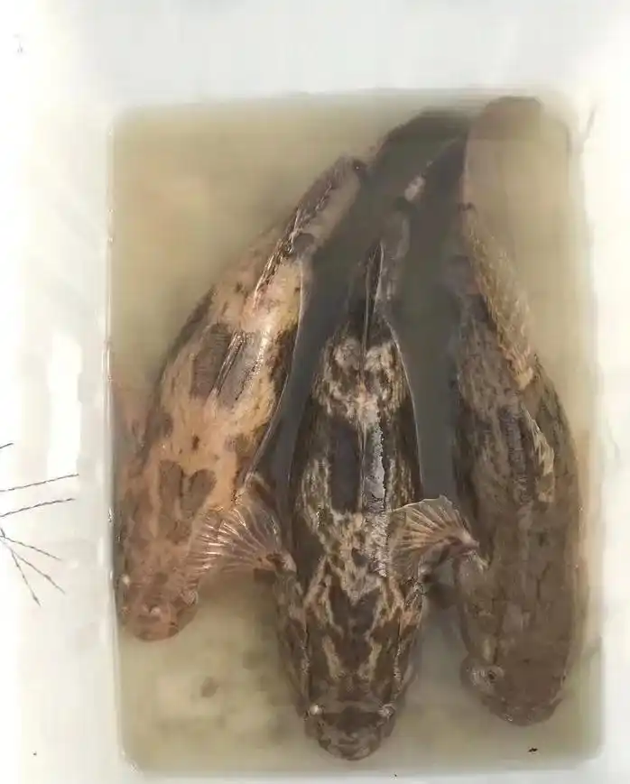 笋壳鱼价格直冲50元斤一个月疯狂飙涨10元斤这条鱼还能继续涨吗